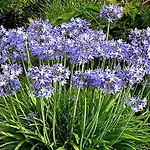 ベッド・アンド・ブレックファスト Agapanthus