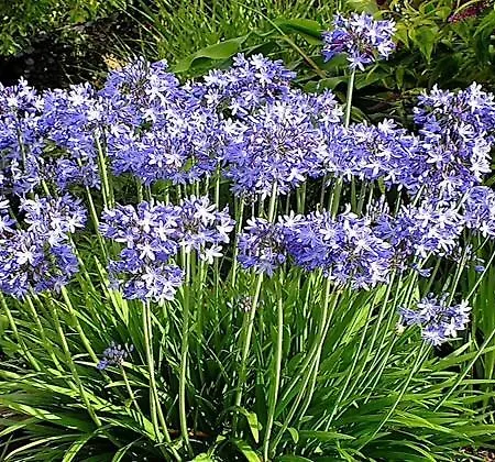 Bed and Breakfast Agapanthus