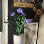 Agapanthus Bed & Breakfast