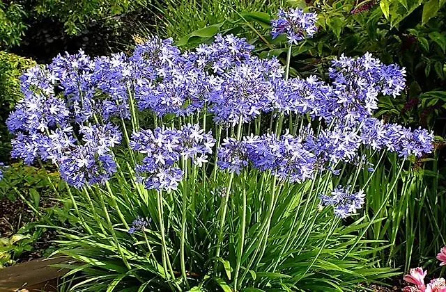 Bed and breakfast Agapanthus