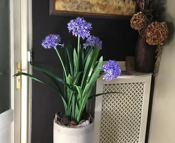 Agapanthus Bed and breakfast